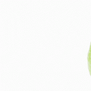 Amazing Health Benefits of Guava