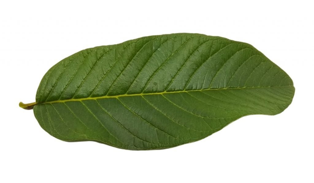 Health Benefits of Guava Leaves