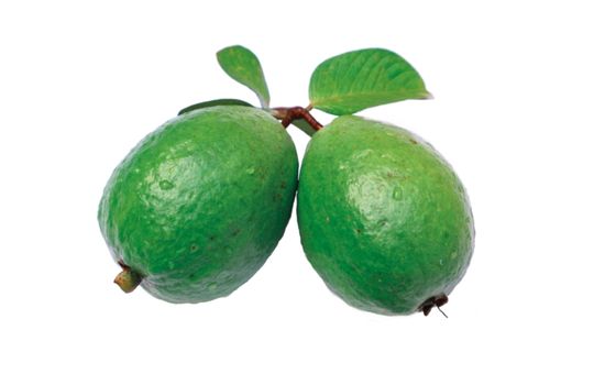 Health Benefits of Guava Leaves